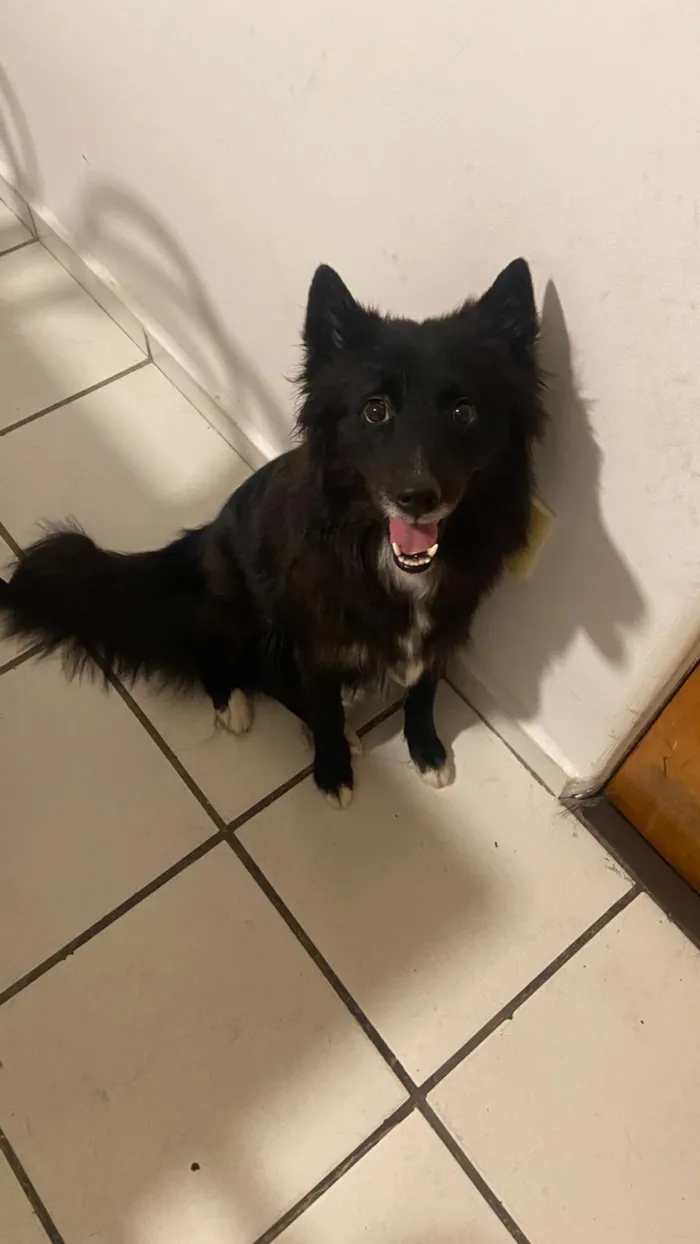 Cachorro raça SRD-ViraLata idade 3 anos nome Natasha - Border Collie