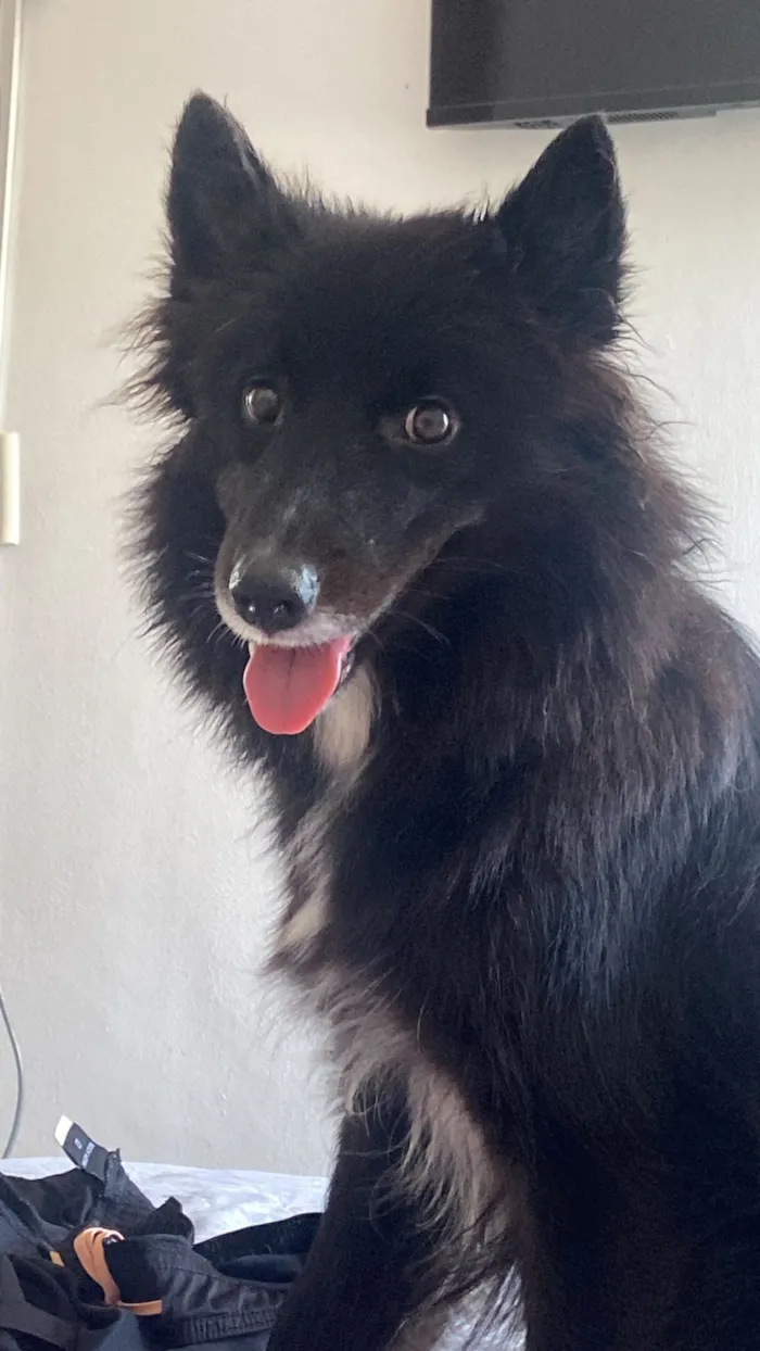 Cachorro raça SRD-ViraLata idade 3 anos nome Natasha - Border Collie