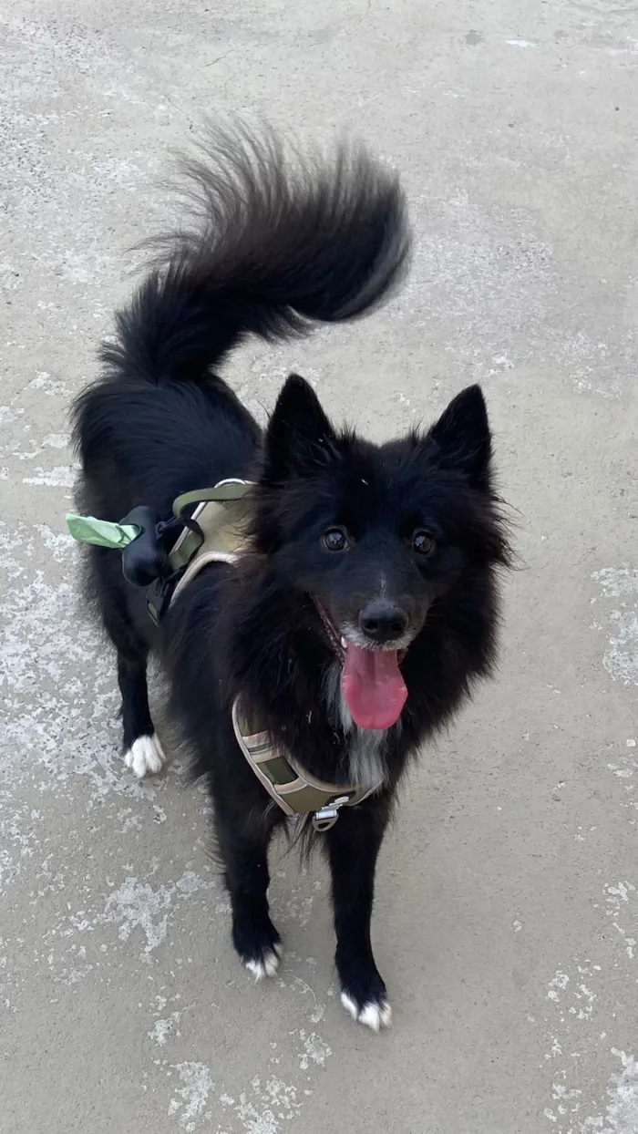 Cachorro raça SRD-ViraLata idade 3 anos nome Natasha - Border Collie