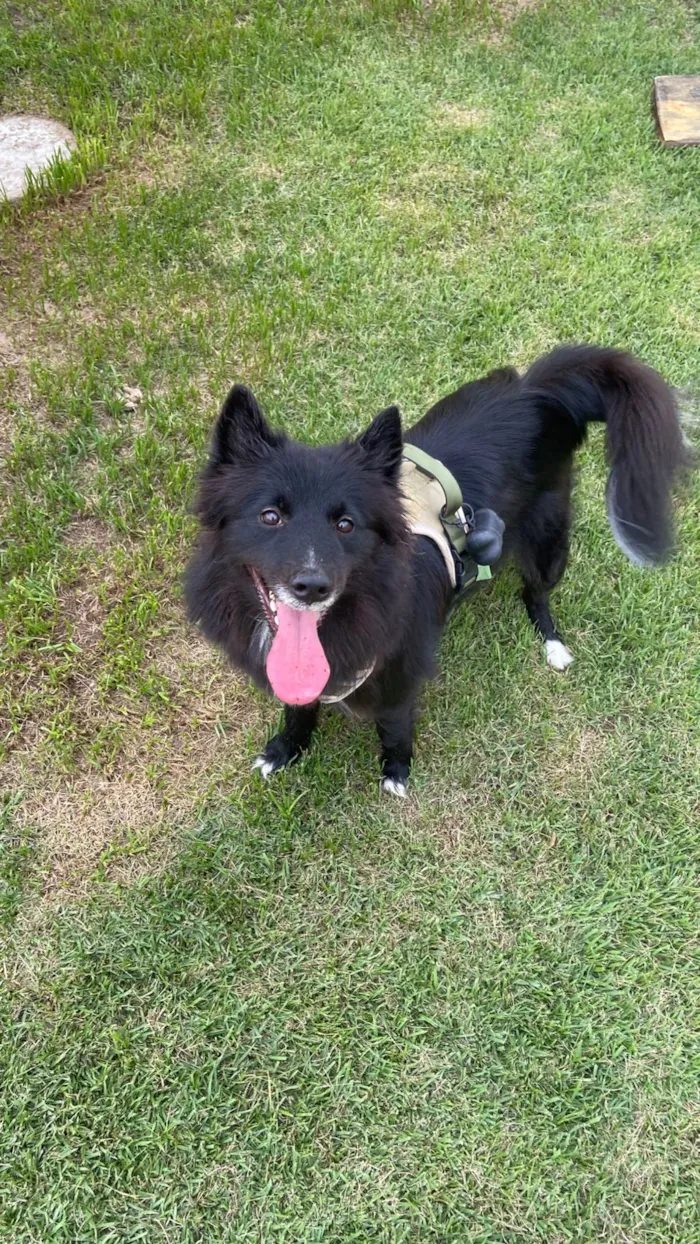 Cachorro raça SRD-ViraLata idade 3 anos nome Natasha - Border Collie