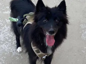 Cachorro raça SRD-ViraLata idade 3 anos nome Natasha - Border Collie
