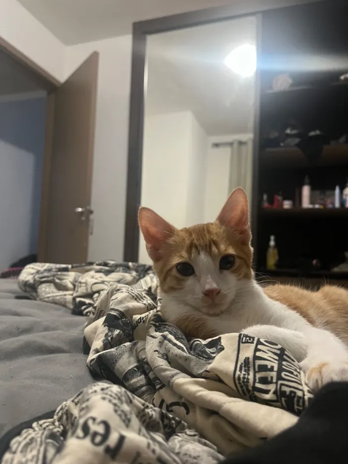 Gato raça SRD-ViraLata idade 2 a 6 meses nome Tomate