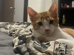 Gato raça SRD-ViraLata idade 2 a 6 meses nome Tomate