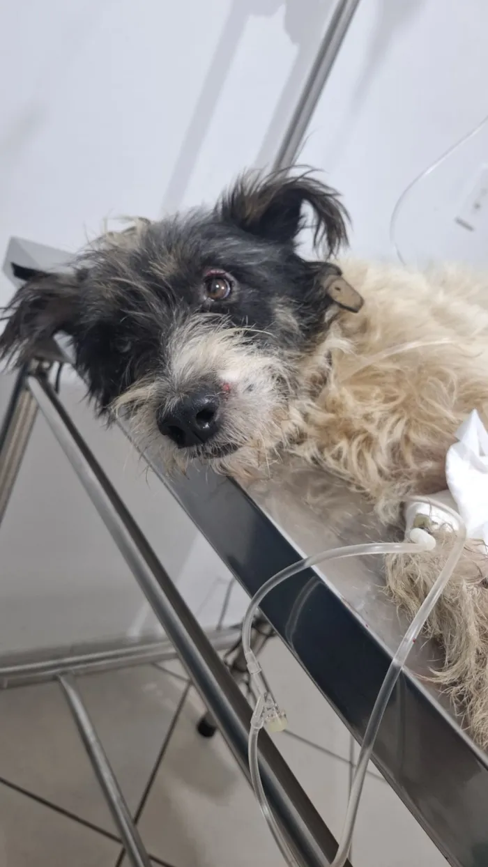Cachorro raça Poodle idade 2 anos nome sem nome 