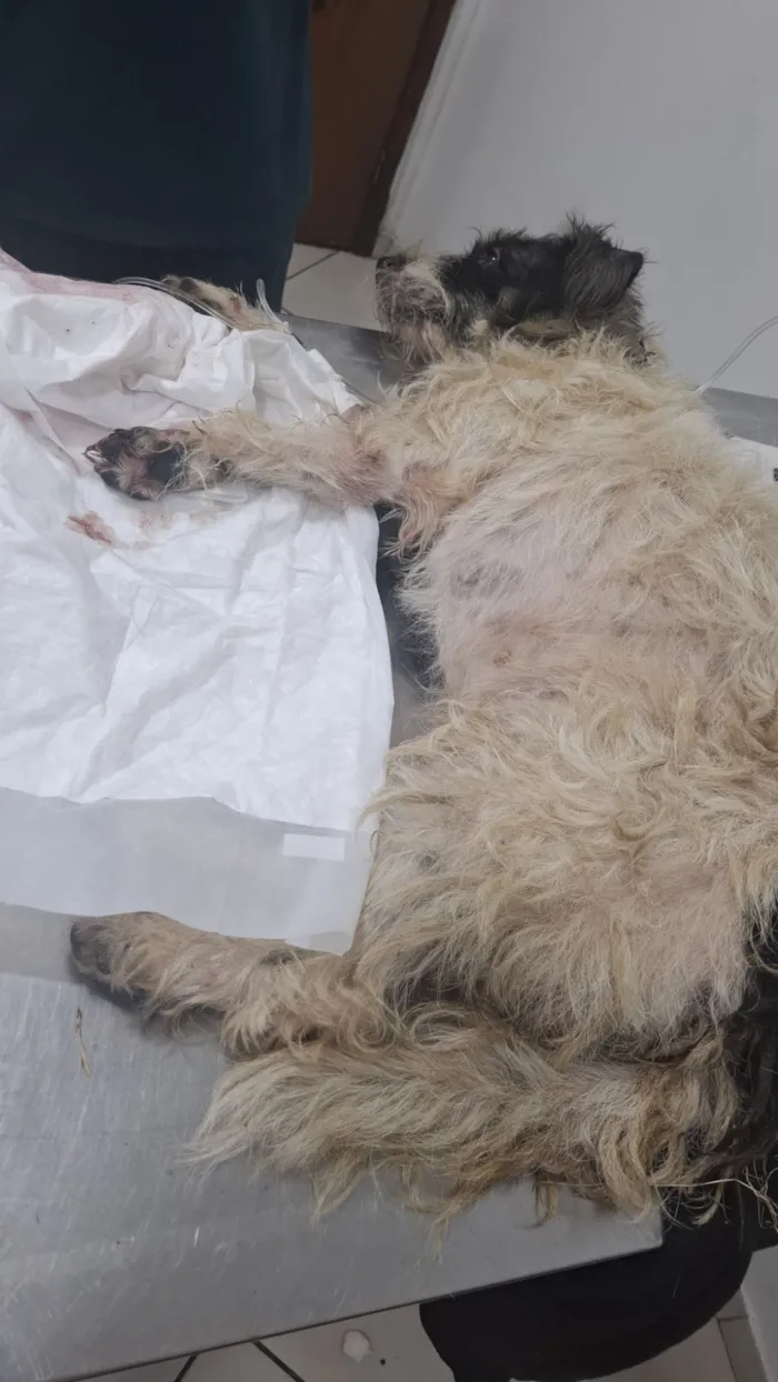 Cachorro raça Poodle idade 2 anos nome sem nome 