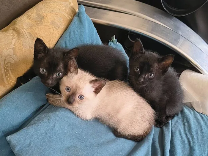 Gato raça SRD-ViraLata idade Abaixo de 2 meses nome filhotes ( Aegon, Bruce e Peter)