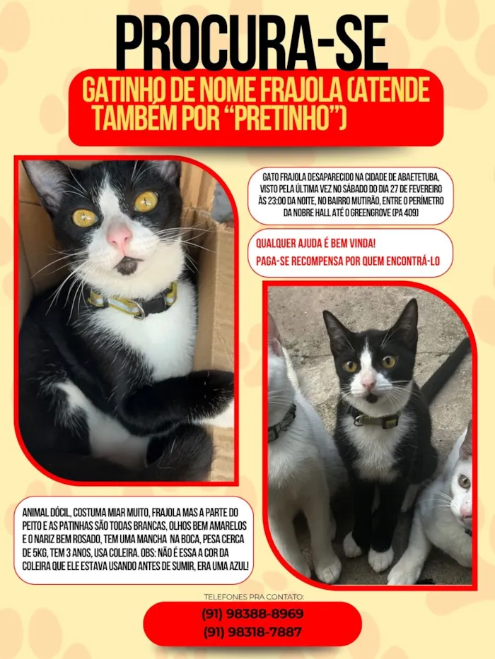 Gato raça SRD-ViraLata idade 3 anos nome Frajola, atende por “Pretinho”