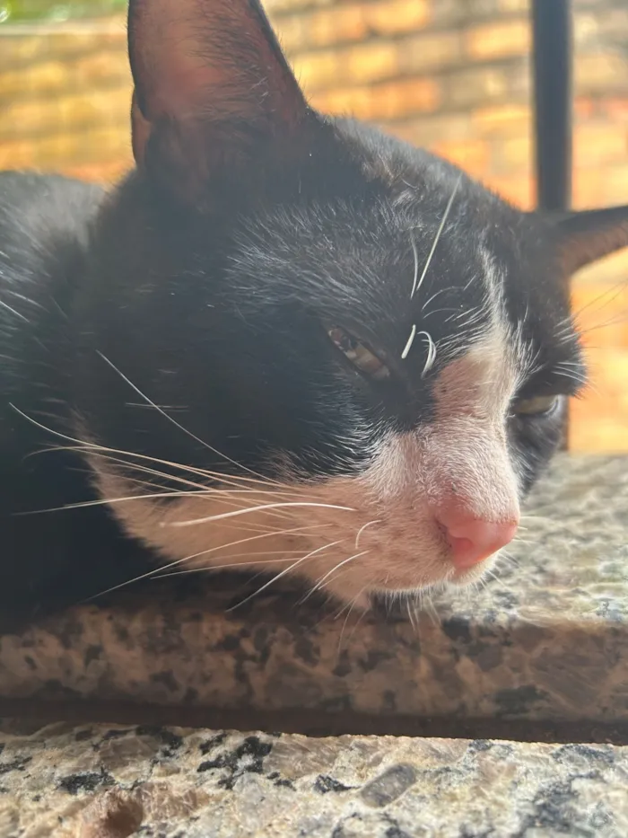 Gato raça SRD-ViraLata idade 3 anos nome Frajola, atende por “Pretinho”