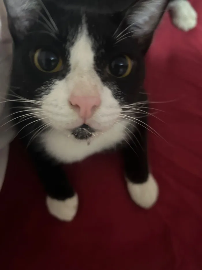 Gato raça SRD-ViraLata idade 3 anos nome Frajola, atende por “Pretinho”