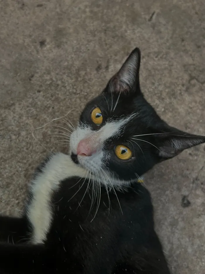 Gato raça SRD-ViraLata idade 3 anos nome Frajola, atende por “Pretinho”