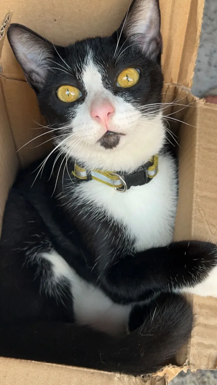 Gato raça SRD-ViraLata idade 3 anos nome Frajola, atende por “Pretinho”