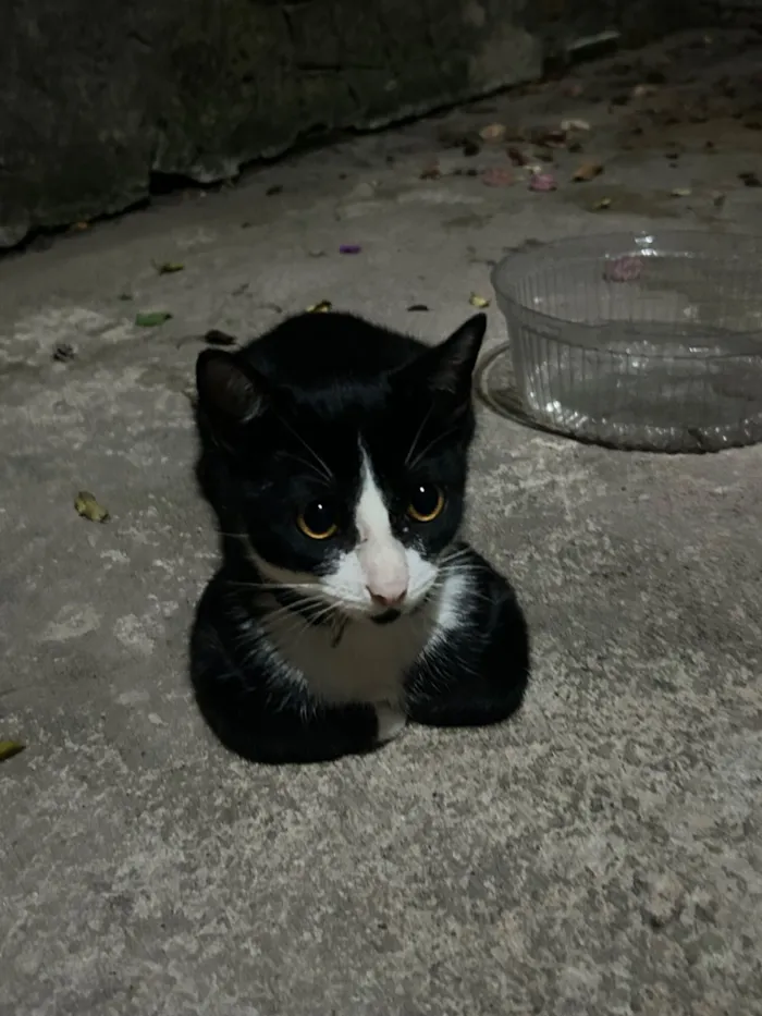 Gato raça SRD-ViraLata idade 3 anos nome Frajola, atende por “Pretinho”