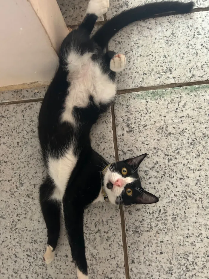 Gato raça SRD-ViraLata idade 3 anos nome Frajola, atende por “Pretinho”