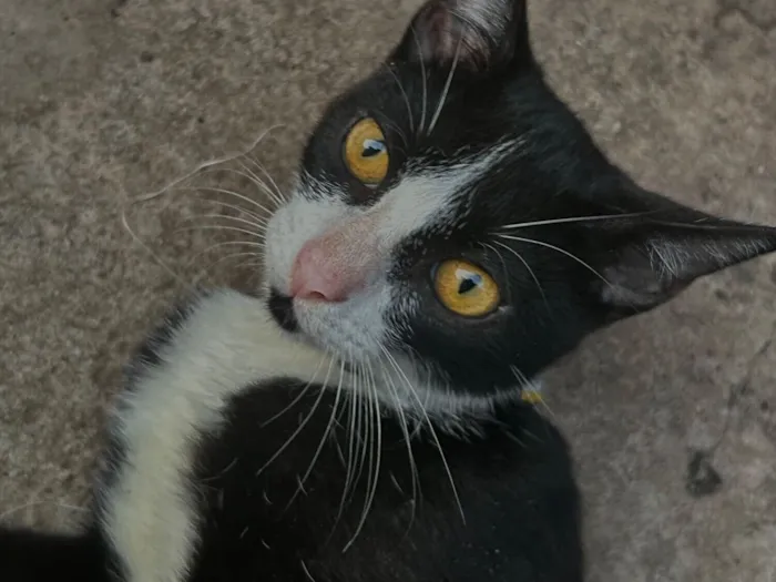 Gato raça SRD-ViraLata idade 3 anos nome Frajola, atende por “Pretinho”