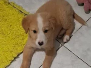 Cachorro raça SRD-ViraLata idade Abaixo de 2 meses nome sem identificação 