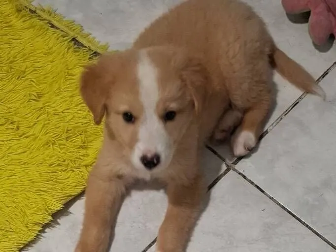 Cachorro raça SRD-ViraLata idade Abaixo de 2 meses nome sem identificação 