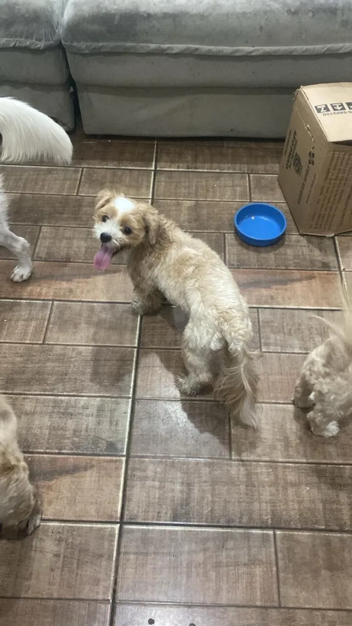 Cachorro raça Lhasa Apso idade 2 anos nome Draco