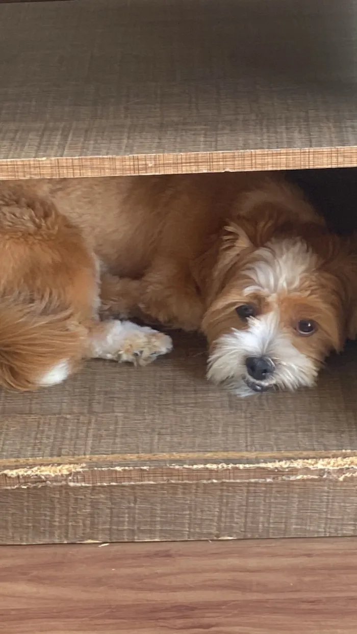 Cachorro raça Lhasa Apso idade 2 anos nome Draco