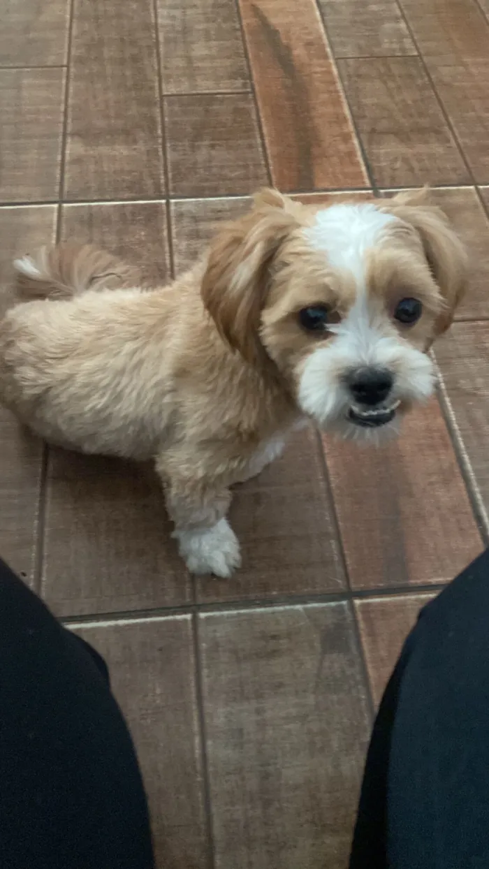 Cachorro raça Lhasa Apso idade 2 anos nome Draco