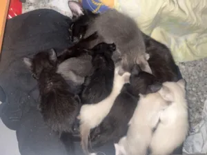 Gato raça Exótico idade 2 a 6 meses nome Vários gatinhos 