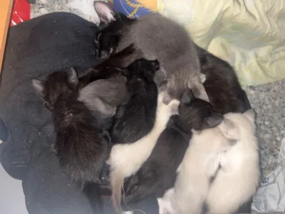 Gato raça Exótico idade 2 a 6 meses nome Vários gatinhos 