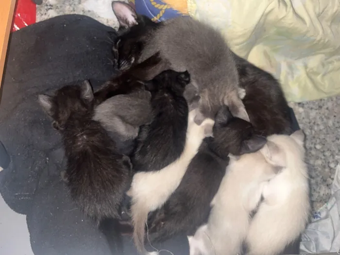 Gato raça Exótico idade 2 a 6 meses nome Vários gatinhos 