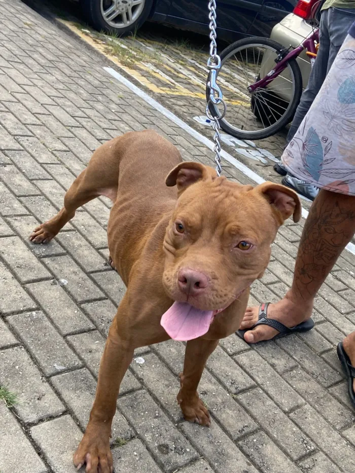 Cachorro raça Pit-Bull idade 1 ano nome Guerreiro