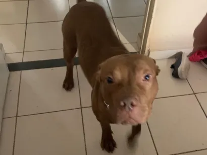 Cachorro raça Pit-Bull idade 1 ano nome Guerreiro