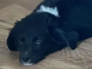 Cachorro raça SRD-ViraLata idade 2 a 6 meses nome Safira