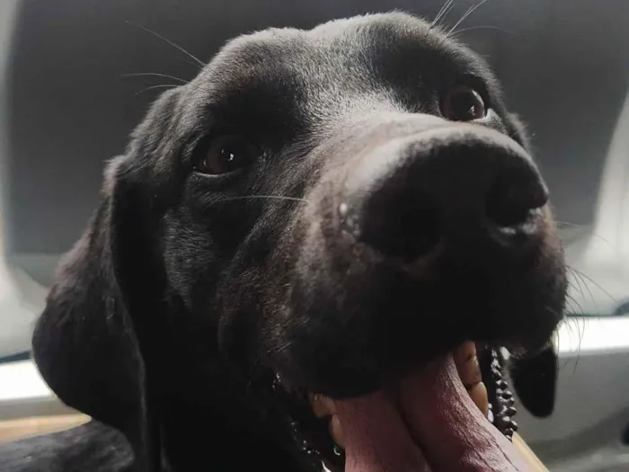 Cachorro raça SRD-ViraLata idade 4 anos nome King