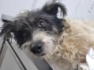 Cachorro raça Poodle idade 2 anos nome sem nome 