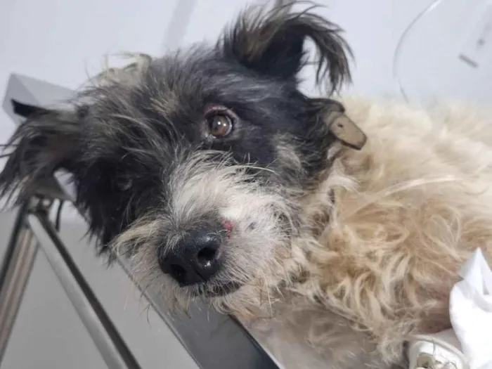 Cachorro raça Poodle idade 2 anos nome sem nome 