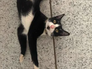 Gato raça SRD-ViraLata idade 3 anos nome Frajola, atende por “Pretinho”