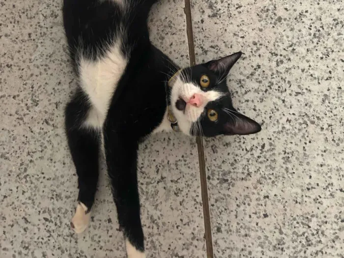 Gato raça SRD-ViraLata idade 3 anos nome Frajola, atende por “Pretinho”