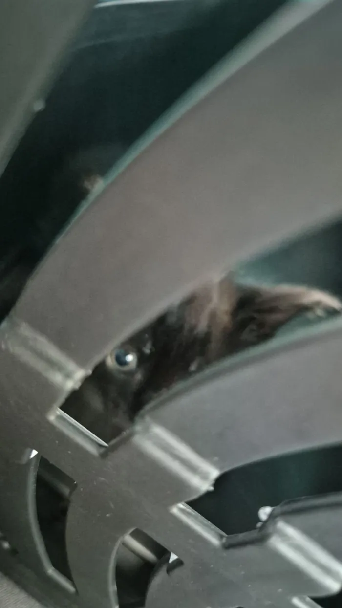 Gato raça SRD-ViraLata idade 2 a 6 meses nome Dante