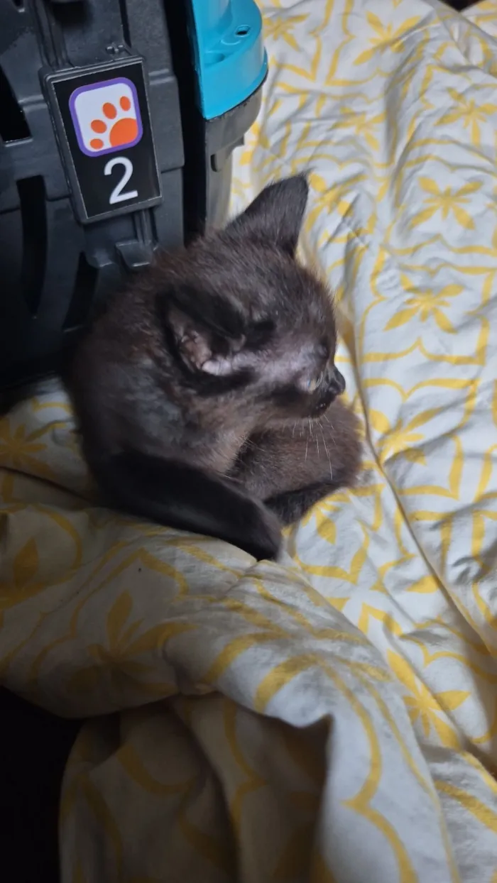 Gato raça SRD-ViraLata idade 2 a 6 meses nome Dante