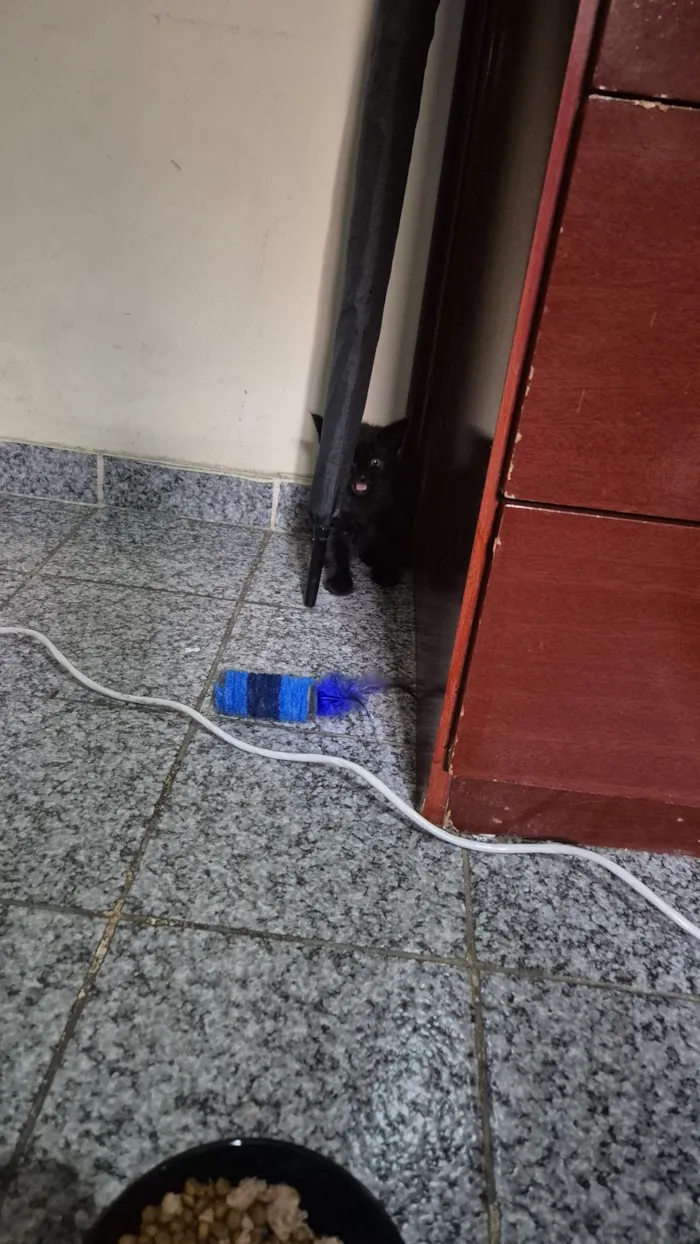 Gato raça SRD-ViraLata idade 2 a 6 meses nome Dante