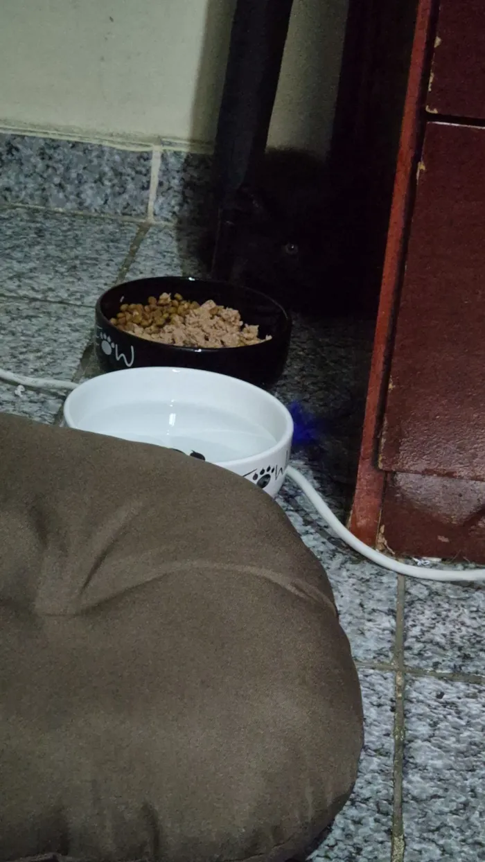 Gato raça SRD-ViraLata idade 2 a 6 meses nome Dante