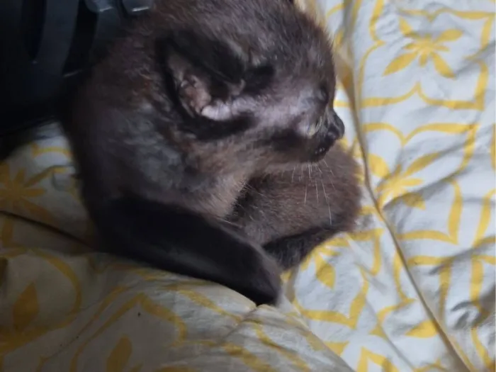 Gato raça SRD-ViraLata idade 2 a 6 meses nome Dante