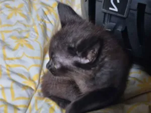 Gato raça SRD-ViraLata idade 2 a 6 meses nome Dante