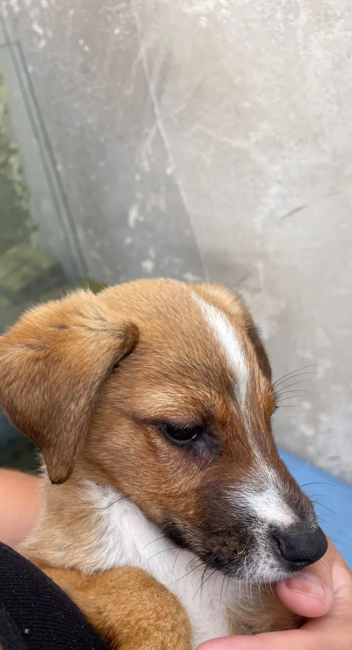 Cachorro raça SRD-ViraLata idade 2 a 6 meses nome Lilica, pietra, agata , thor , ramom, 