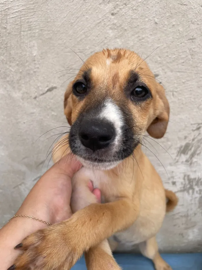 Cachorro raça SRD-ViraLata idade 2 a 6 meses nome Lilica, pietra, agata , thor , ramom, 