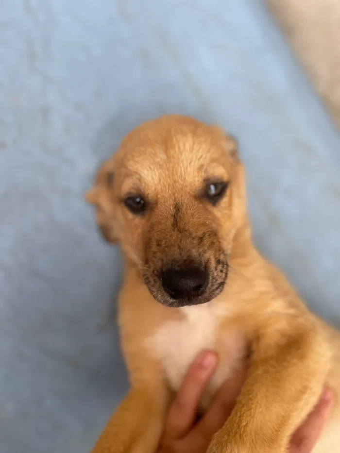 Cachorro raça SRD-ViraLata idade 2 a 6 meses nome Lilica, pietra, agata , thor , ramom, 