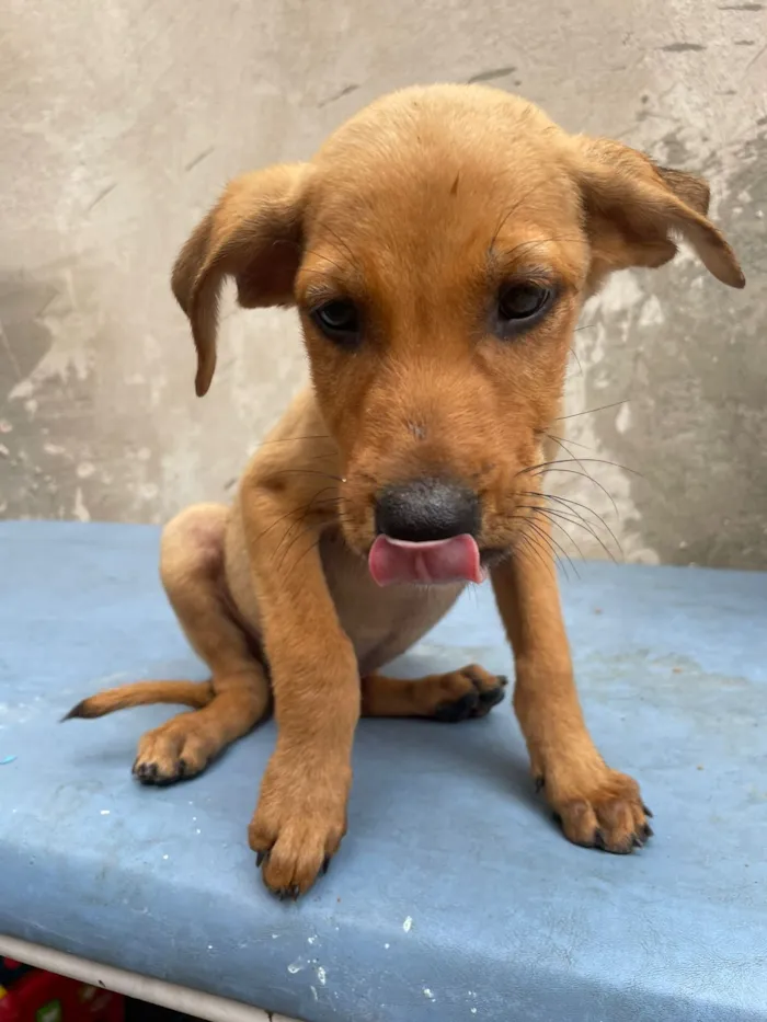 Cachorro raça SRD-ViraLata idade 2 a 6 meses nome Lilica, pietra, agata , thor , ramom, 