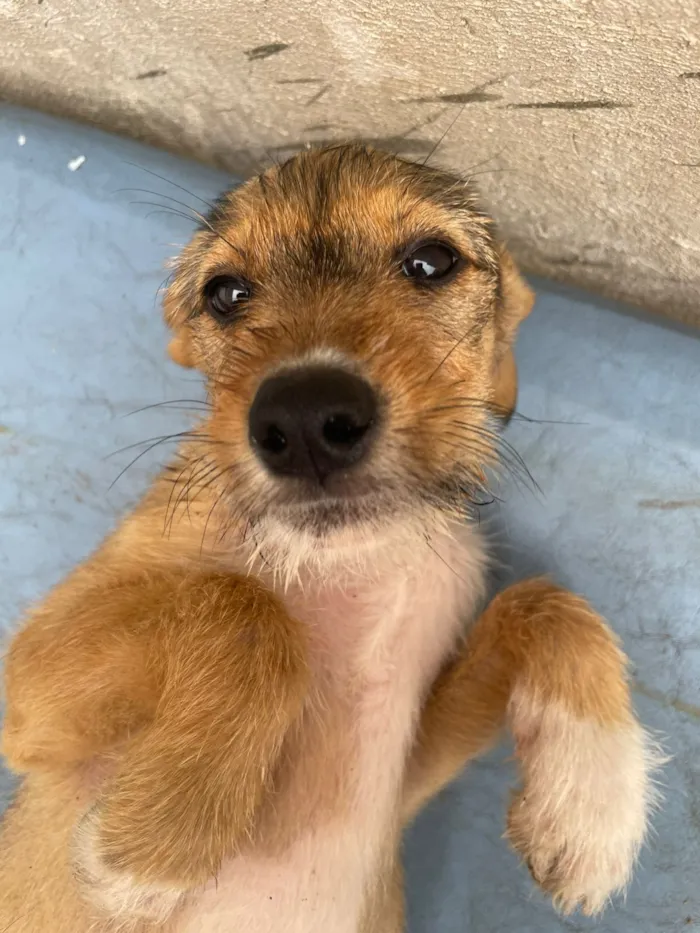 Cachorro raça SRD-ViraLata idade 2 a 6 meses nome Lilica, pietra, agata , thor , ramom, 