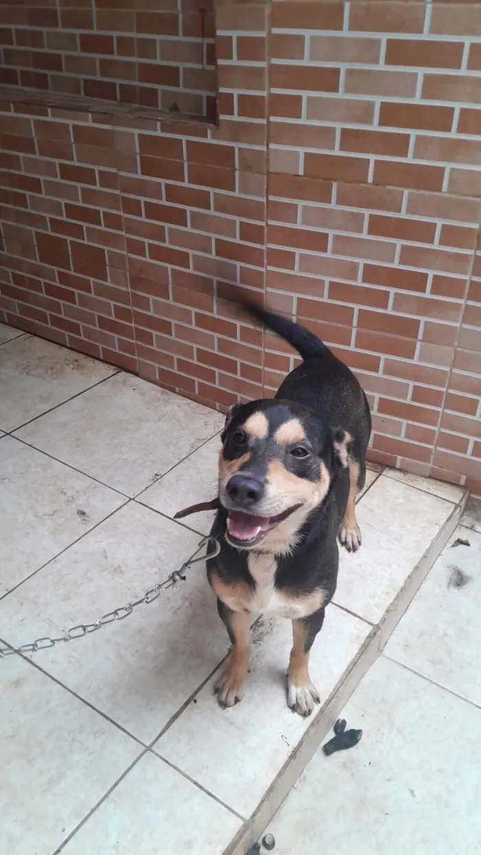 Cachorro raça SRD-ViraLata idade 4 anos nome pipoca 