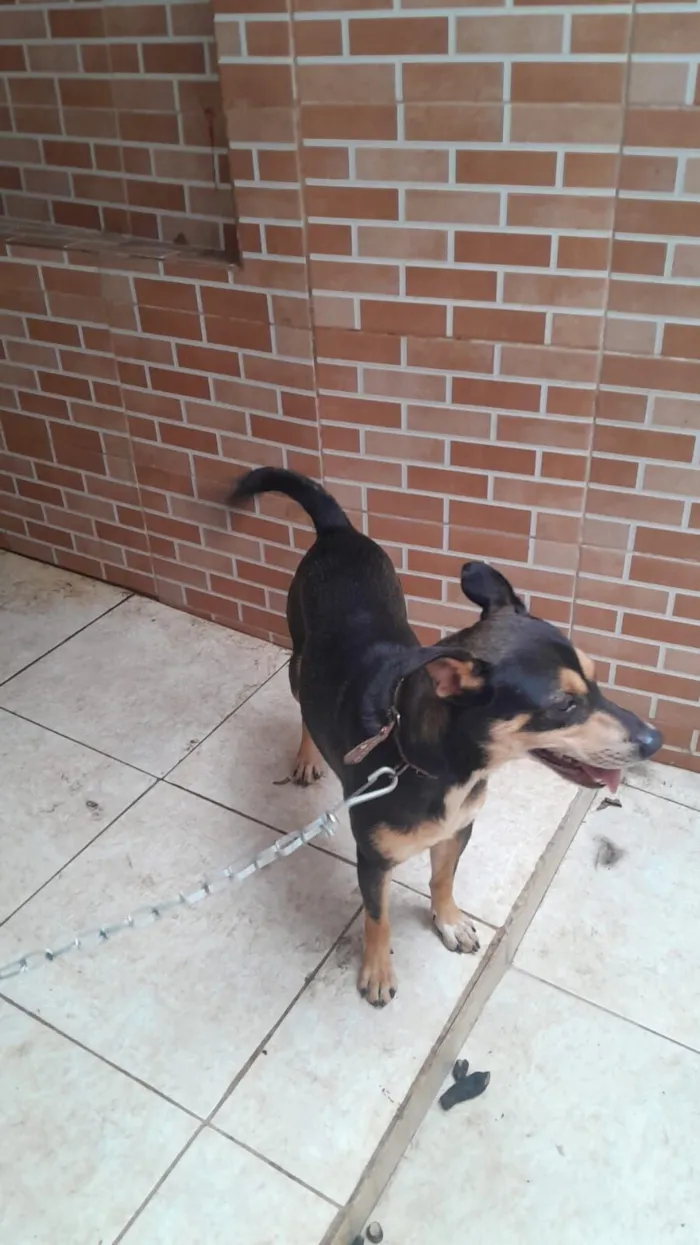 Cachorro raça SRD-ViraLata idade 4 anos nome pipoca 