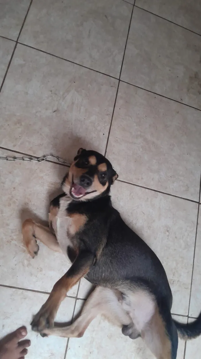 Cachorro raça SRD-ViraLata idade 4 anos nome pipoca 