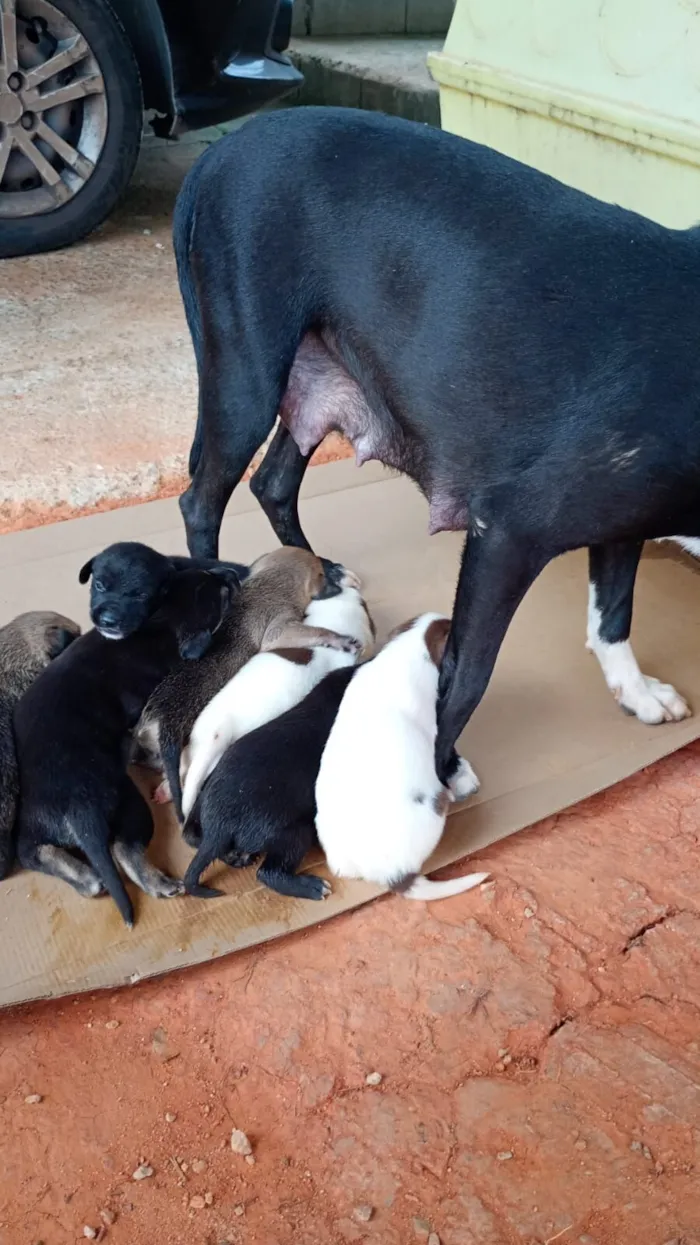 Cachorro raça SRD-ViraLata idade Abaixo de 2 meses nome filhotes 