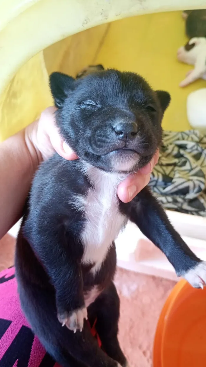 Cachorro raça SRD-ViraLata idade Abaixo de 2 meses nome filhotes 